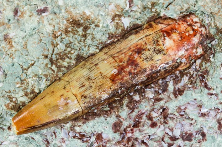 Phytosaur (Redondasaurus) Tooth In Sandstone - New Mexico #107064